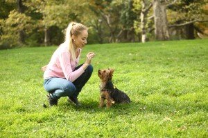 How To Begin A Dog Training Career